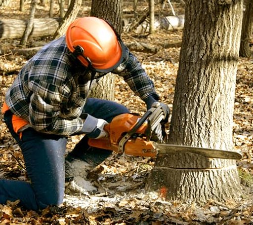 Tree Removal in Normanna, TX